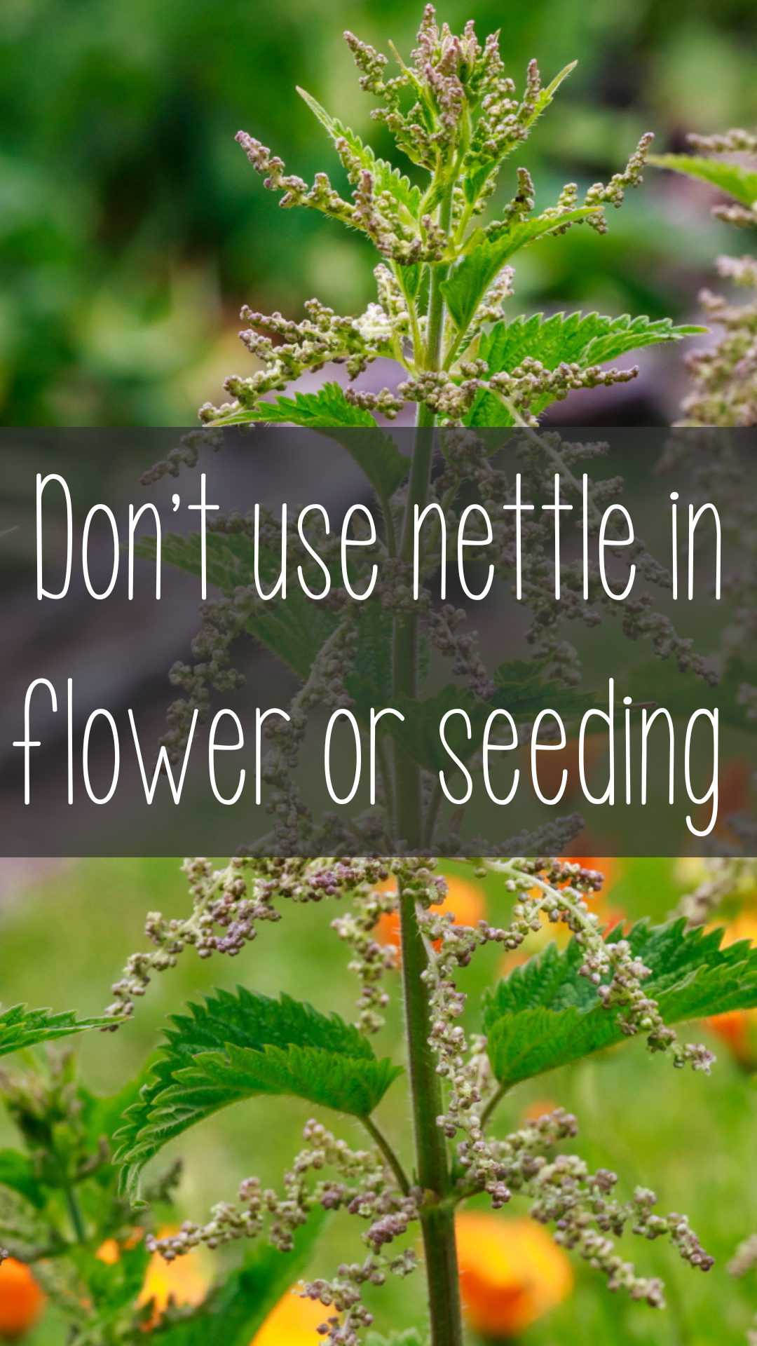 Stinging Nettle not to use when flowering