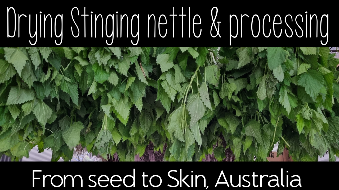 Stinging Nettle drying & processing