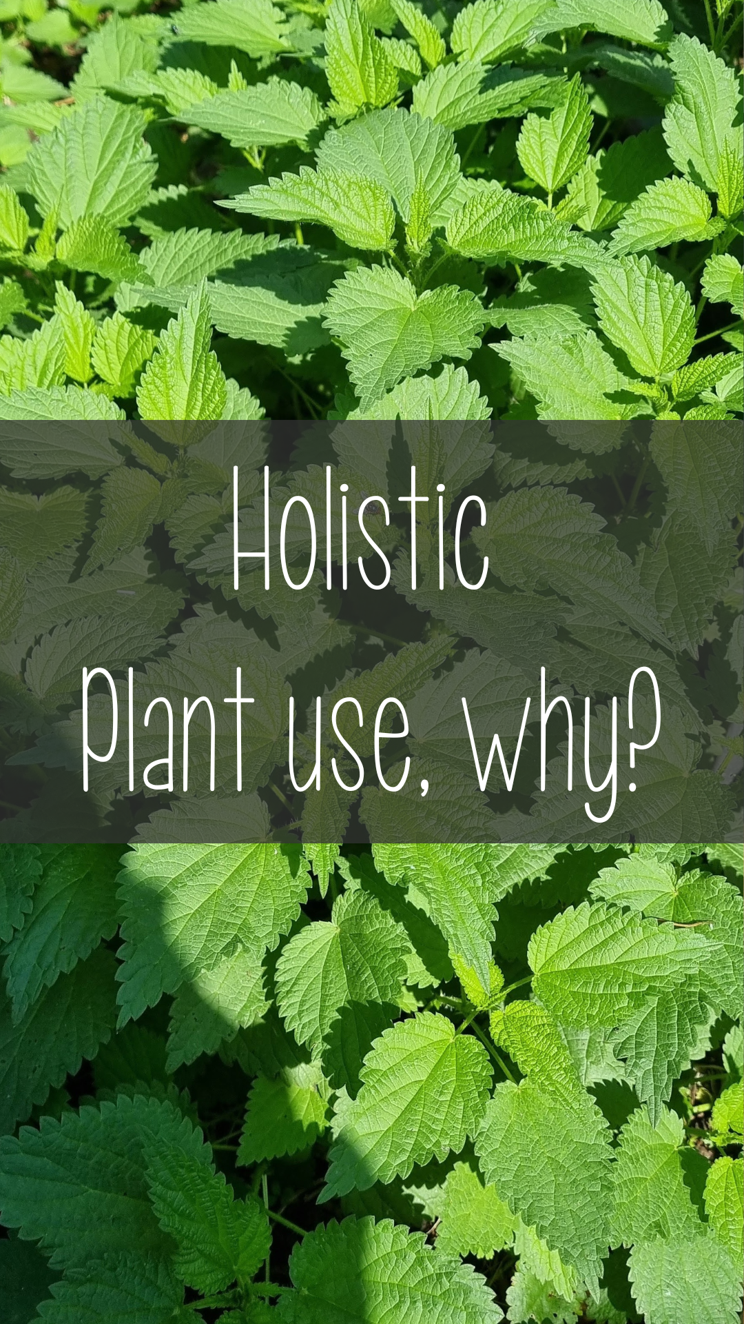 Stinging Nettle Holistic