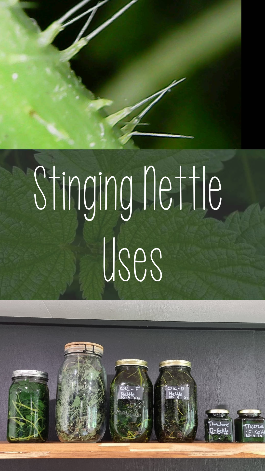 Stinging Nettle Arthritis