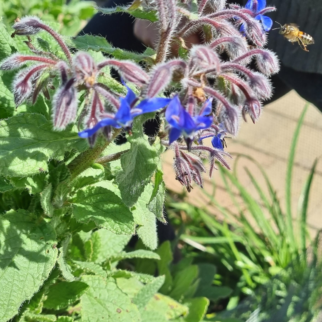 Borage - officinalis