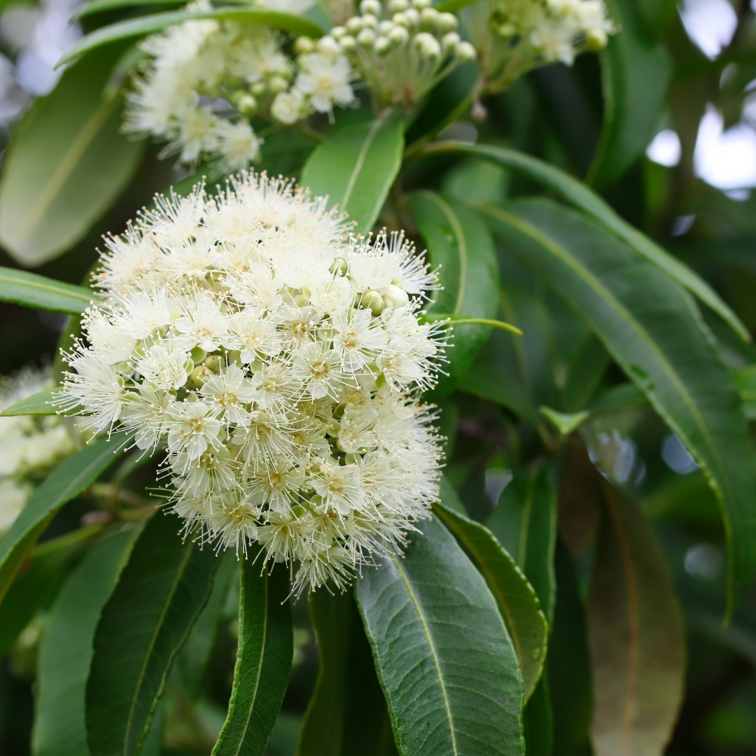 Lemon Myrtle