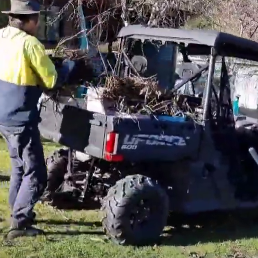 Planting Blue Mellow