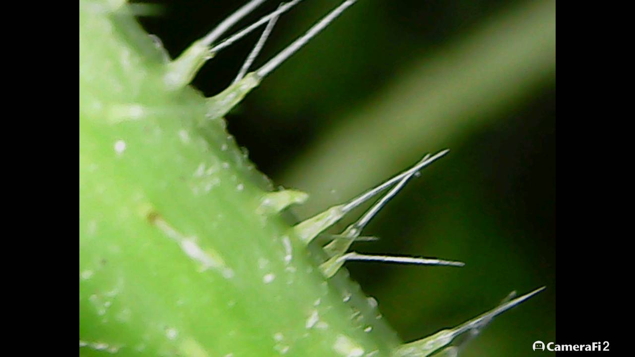 Stinging Nettle formic acid