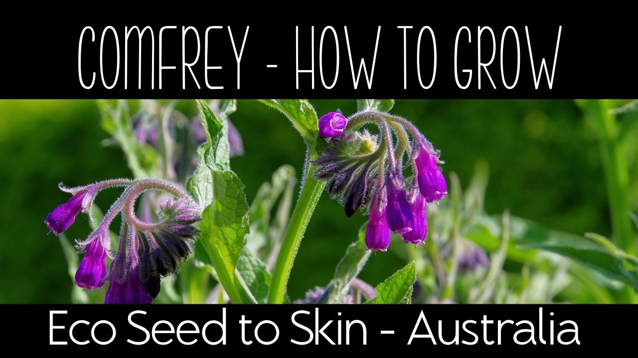 growing comfrey eco & sustaianably