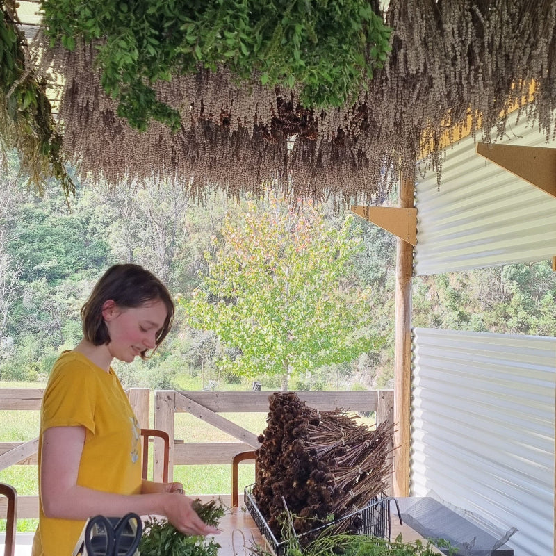 drying the herbs