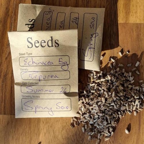 echinacea purpurea seeds Echinacea Purpurea seeds - 5gm | Eco seed to skin