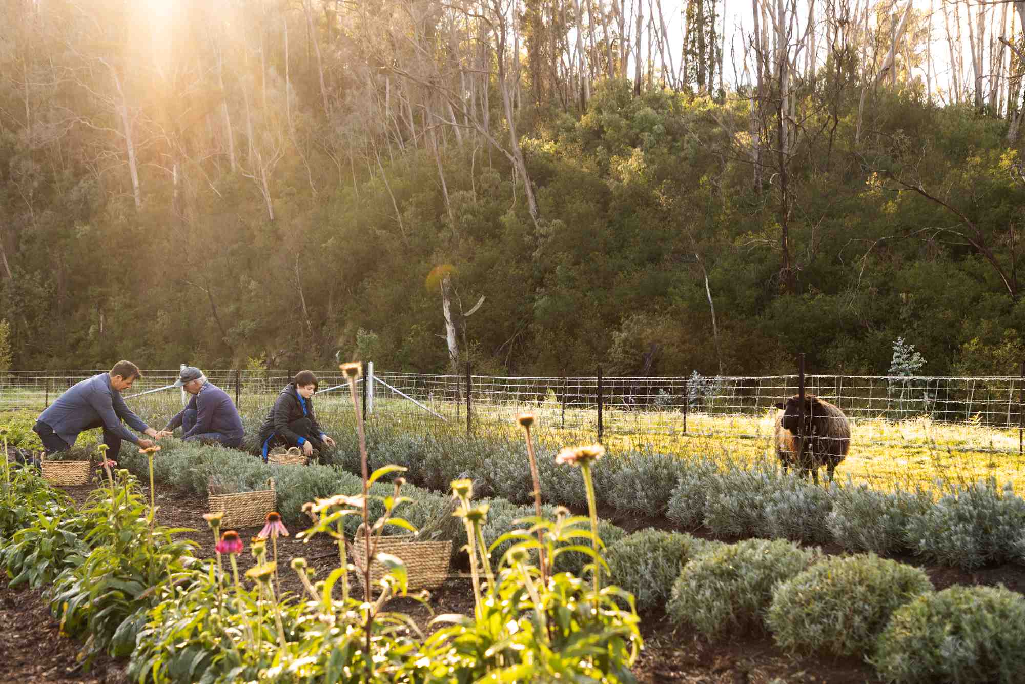 Regenerative Farm Experience