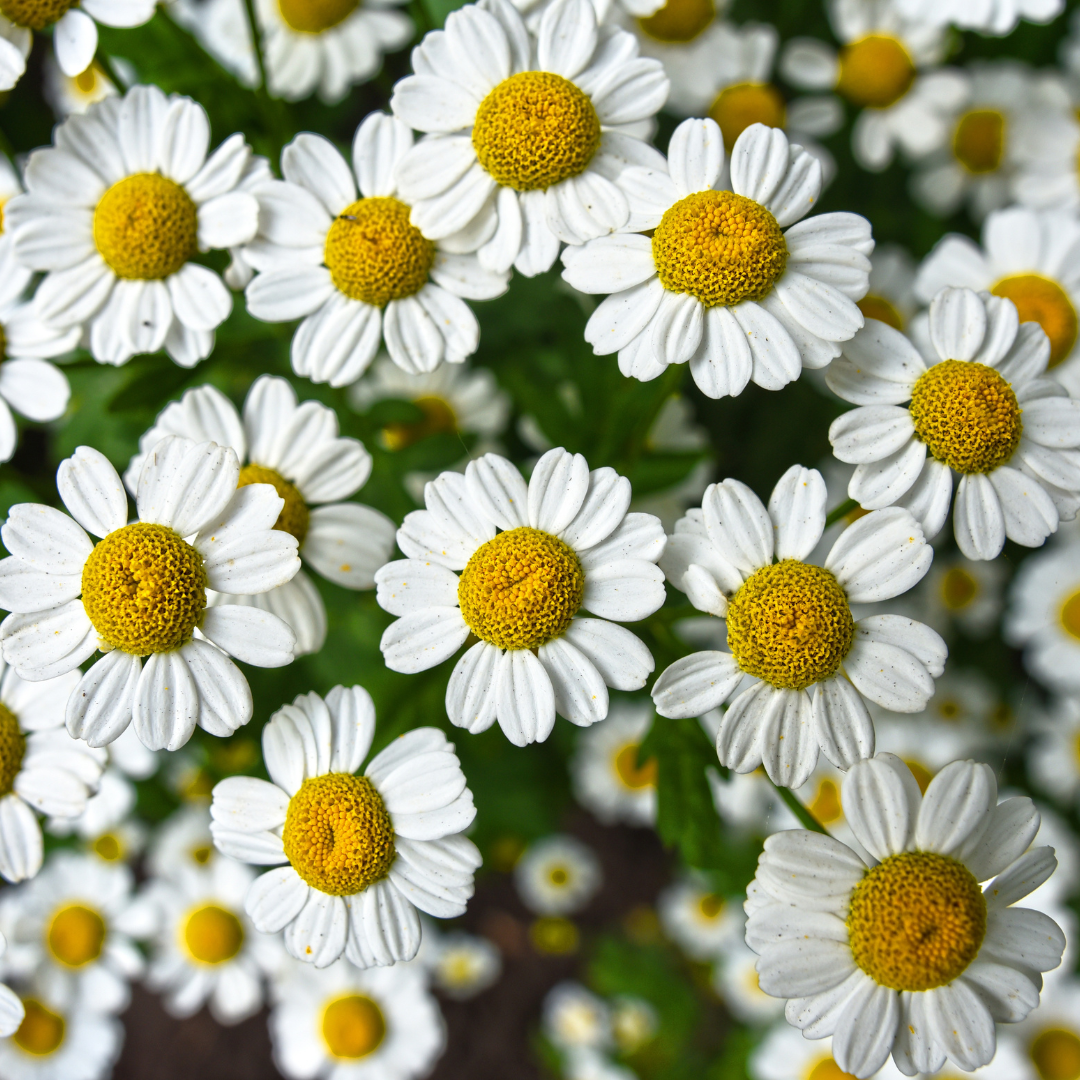 Know your ingredient: Chamomile
