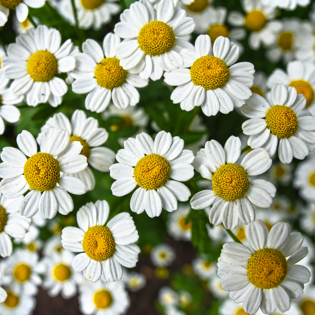 Know your ingredient: Chamomile