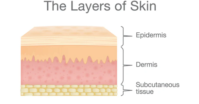 skin science - skin layers
