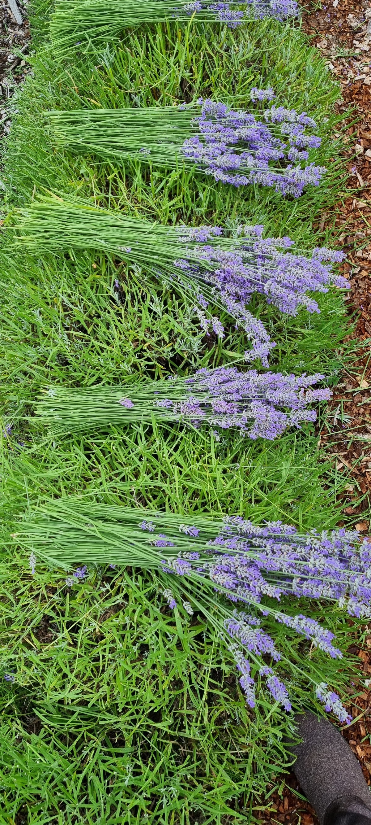 cut lavender