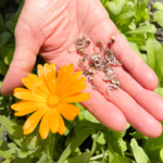 Our grown calendula seeds