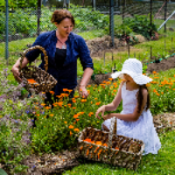 harvesting calendula flowers