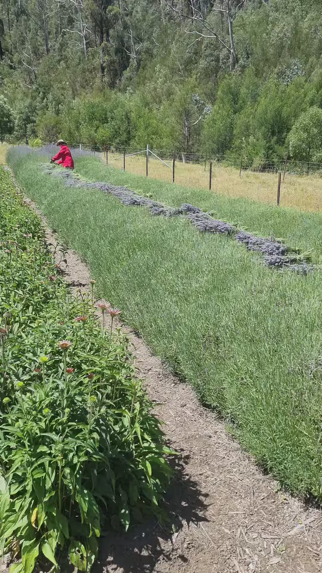 Gemma harvesting lavender