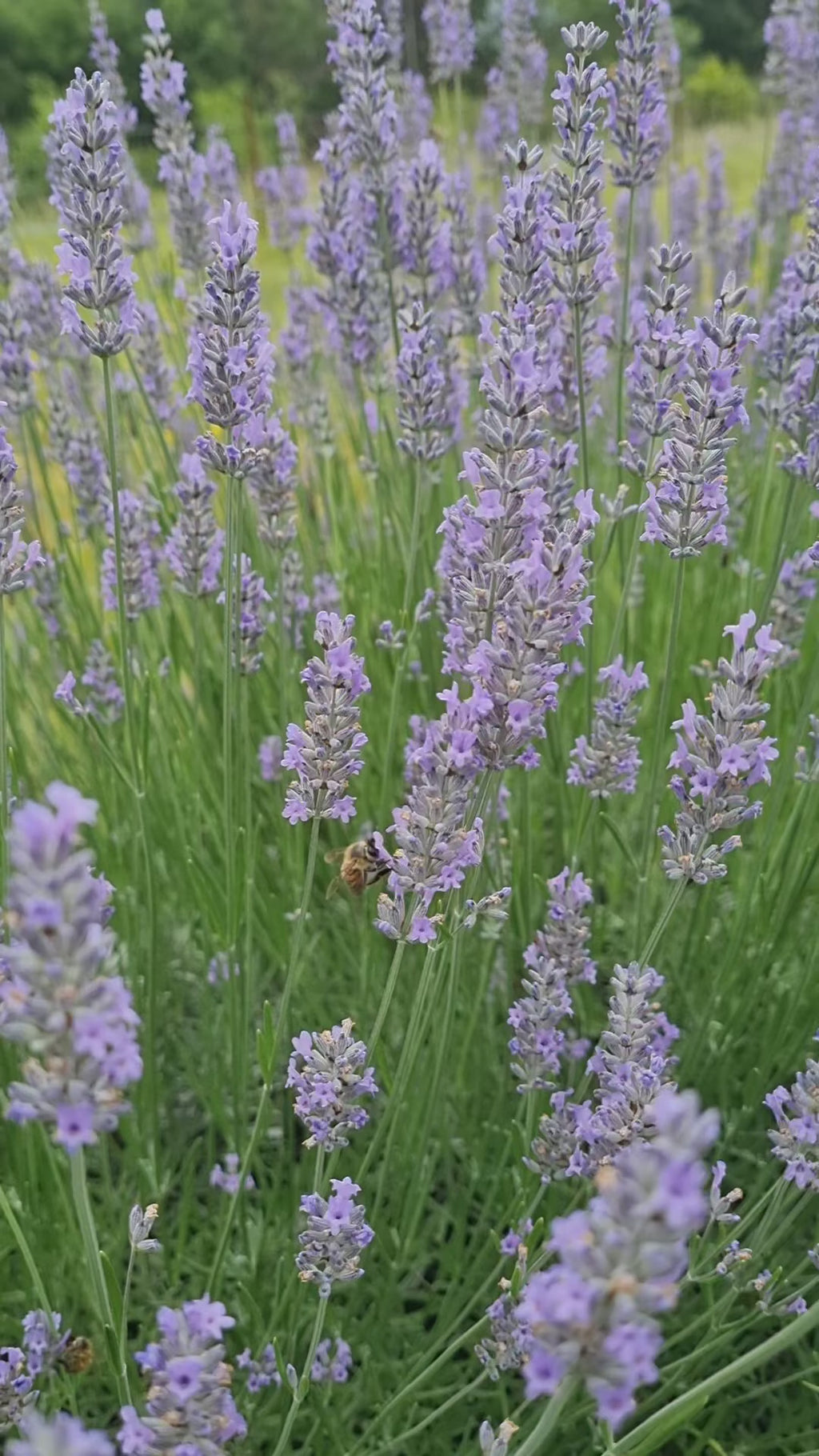 bees in lavender